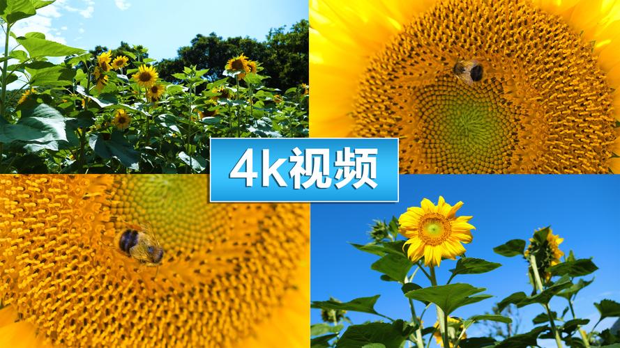 向日葵视频APP,真实经典策略设计_VR型43.237